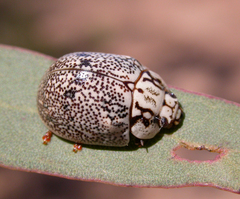 Paropsis