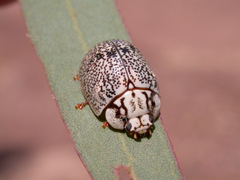 Paropsis