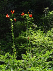 Lilium chalcedonicum