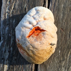 Piptoporus australiensis