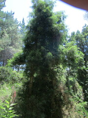 Podocarpus salignus