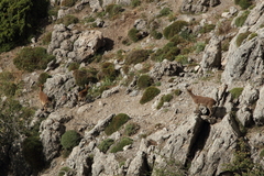 Capra pyrenaica