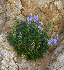 Campanula versicolor