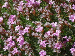Acantholimon graecum