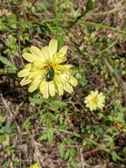 Trichiotinus lunulatus