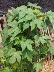 Cnidoscolus aconitifolius