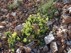 Scutellaria orientalis