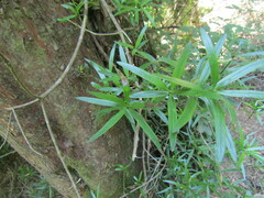Podocarpus salignus