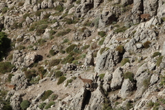 Capra pyrenaica