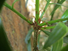 Podocarpus salignus