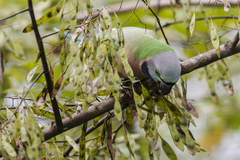 Psittacula alexandri fasciata