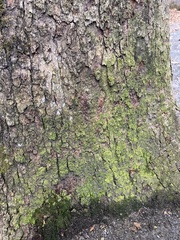 Chrysothrix candelaris