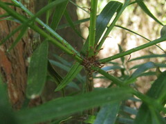 Podocarpus salignus