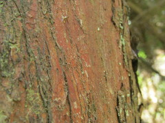 Podocarpus salignus