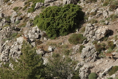 Capra pyrenaica