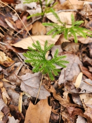 Dendrolycopodium