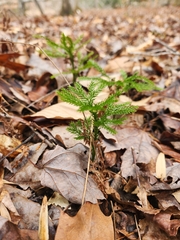 Dendrolycopodium