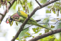 Psittacula alexandri fasciata
