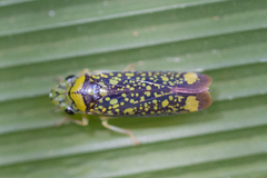 Aulacizes conspersa