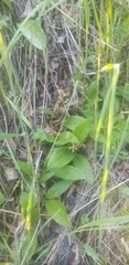 Maianthemum trifolium