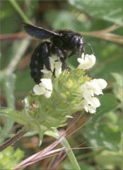 Xylocopa