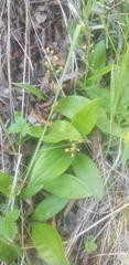 Maianthemum trifolium