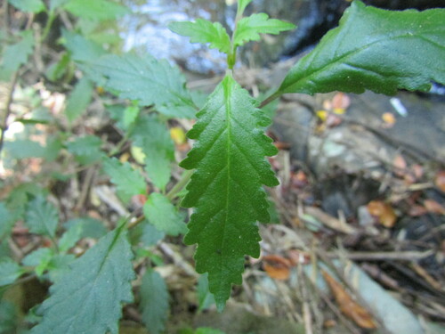 Jovellana punctata (Jovellana punctata)