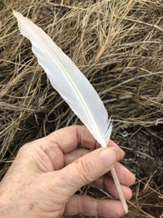 Pelecanus erythrorhynchos