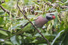Psittacula alexandri fasciata