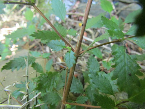 Image of Jovellana punctata by (c) Bruno Avilez, some rights reserved (CC BY)
