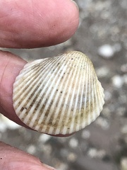 Lunarca ovalis