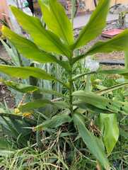 Hedychium coronarium