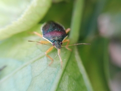 Tynacantha marginata