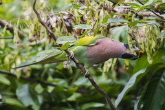 Psittacula alexandri fasciata