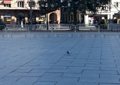 Columba livia domestica