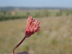 Sedum cespitosum