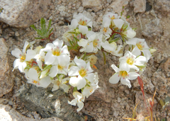 Linanthus demissus