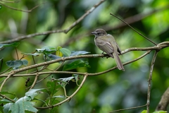 Myiopagis viridicata