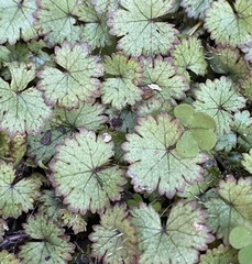 Hydrocotyle moschata