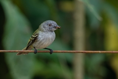 Myiopagis caniceps