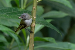 Myiopagis caniceps