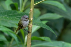 Myiopagis caniceps