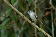 Myiopagis caniceps
