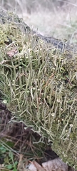 Cladonia coniocraea