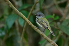 Myiopagis caniceps