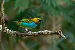 Tangara cyanoventris