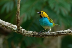 Tangara cyanoventris