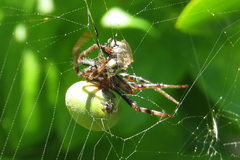Araneus lathyrinus