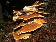 Bondarzewia occidentalis