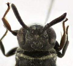 Psenulus fuscipennis